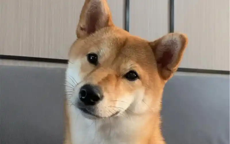 歪头小狗上线!我有好多好朋友!