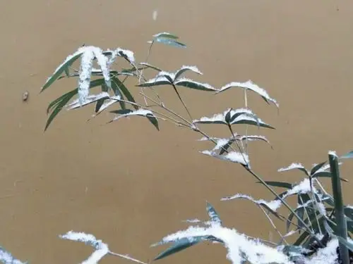 三天竺 路上的雪竹