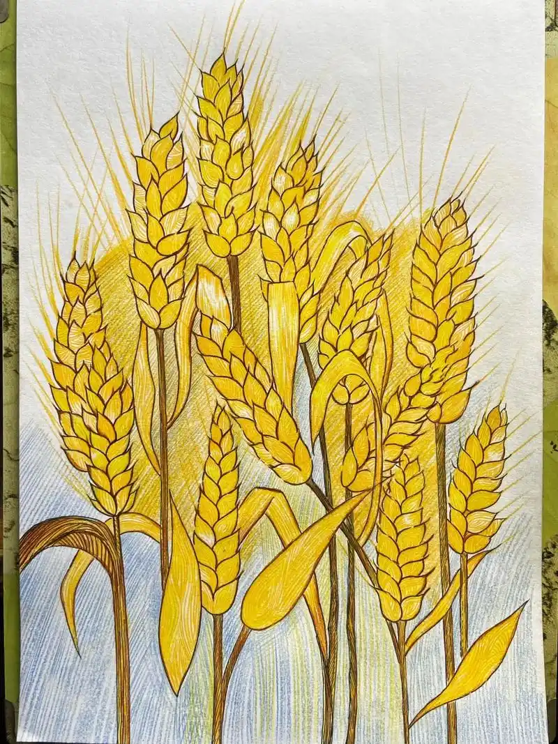 90麦穗秋天|手绘创意美术线描彩铅画儿童画 水稻和麦穗终于分清楚了