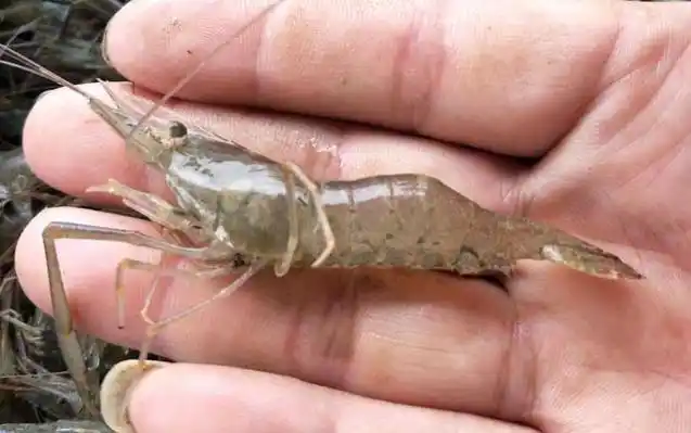 一,物种论述河虾是一种优质淡水虾类,学名日本沼虾,在生物学分类上