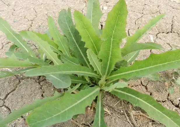 山苦菜能治什么山苦菜的功能主治
