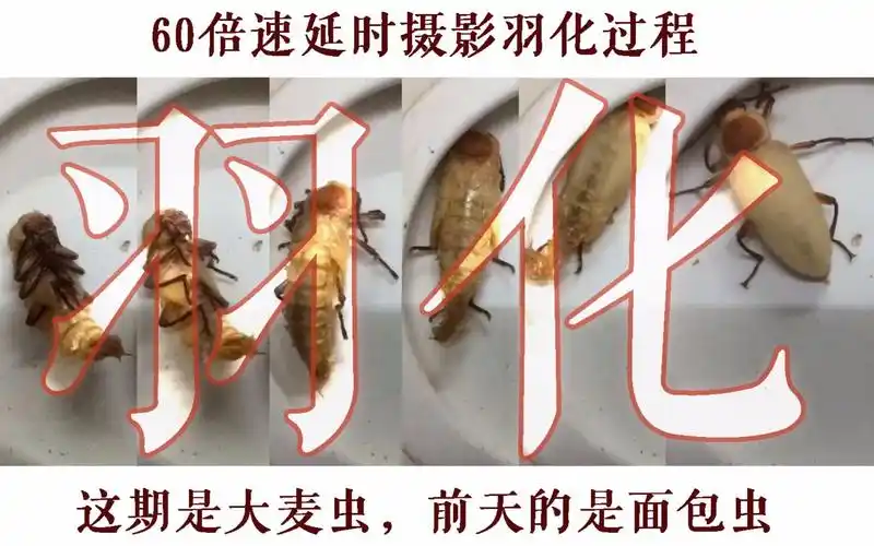 【延时摄影】大麦虫蛹→甲虫 简单的饲养方法