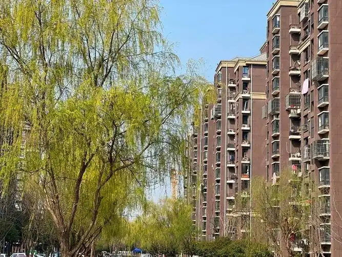 春光明媚一起去看洞泾人家门口的五彩缤纷