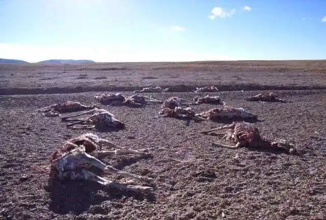 悲剧频发的可可西里无人区为什么那么多人还要急着去挑战