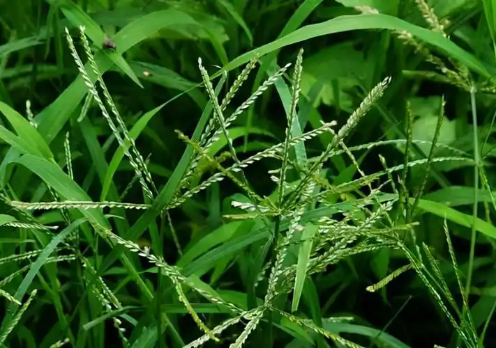 牛筋草收购多少钱牛筋草