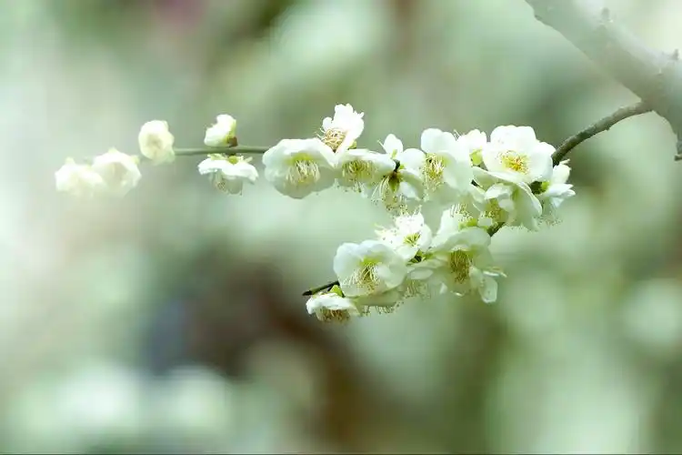 颜色独特绿萼梅