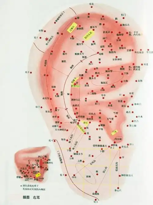 运用耳廓诊病"耳诊"(高清耳图)_耳朵_耳穴_颈椎