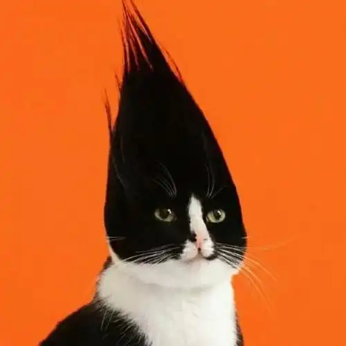 【沙雕头像】空你几哇瓦大喜拿马 精神小伙_个头