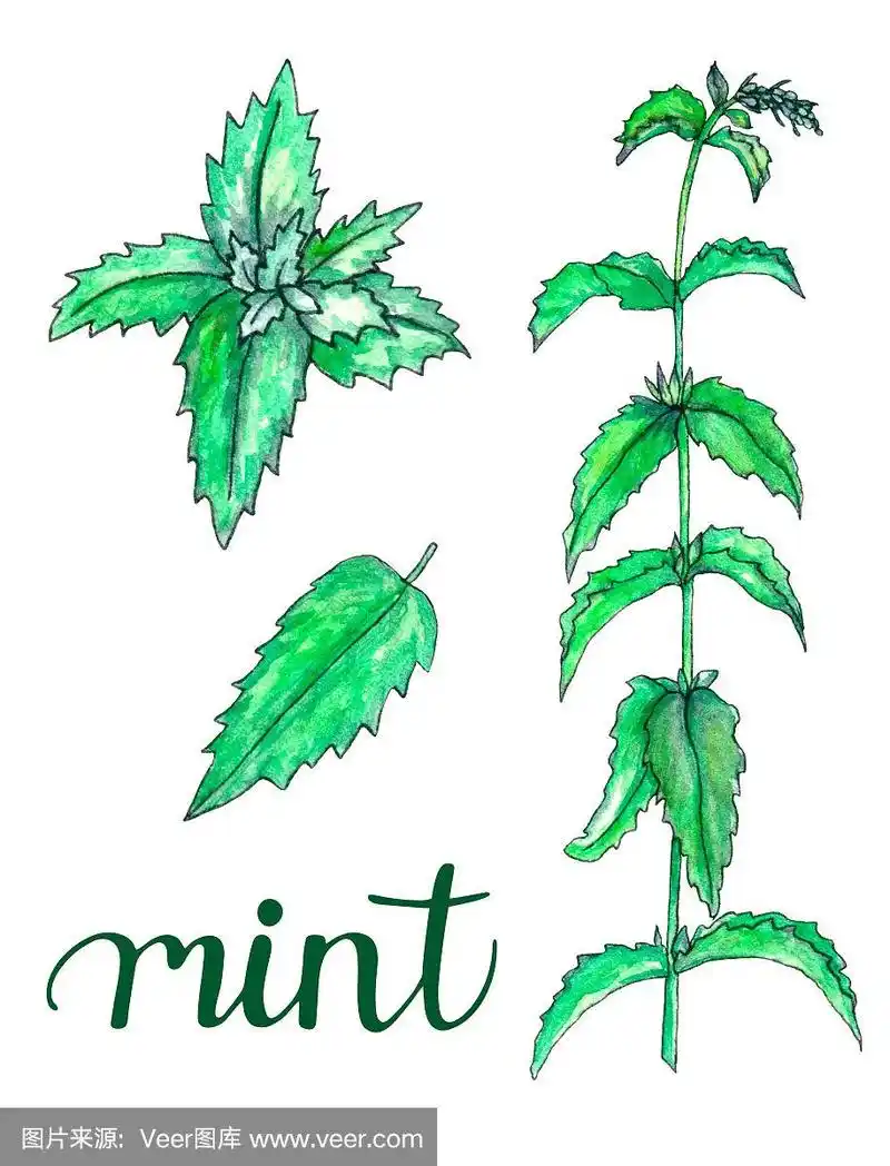 一套手绘水彩薄荷孤立在白色.