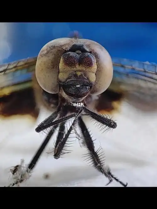 蜻蜓的正面照还蛮可爱的