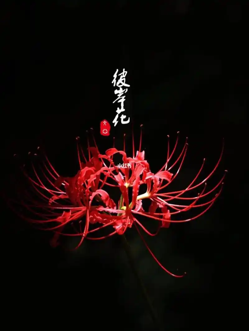 千年彼岸,愿……(彼岸花经典语句) ·彼岸花开开彼岸,奈何桥上可奈何.