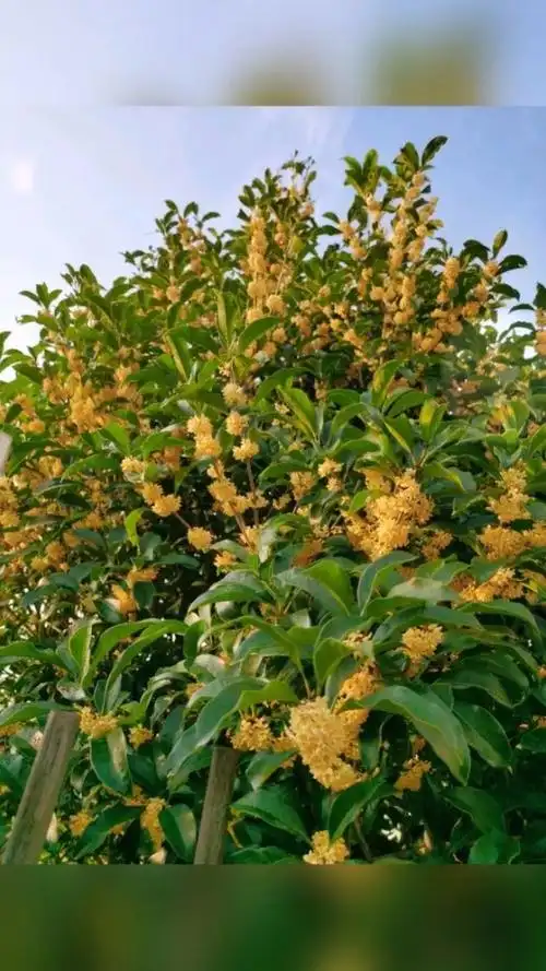 今年我家的桂花树94"二度开花"