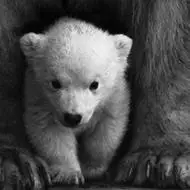 qq头像北极熊北极熊图片大全可爱