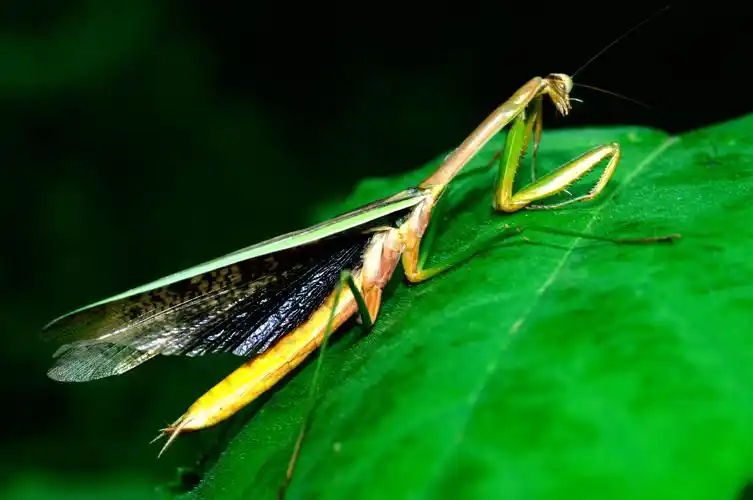 【螳螂(上)摄影图片】生态摄影_太平洋电脑网摄影部落