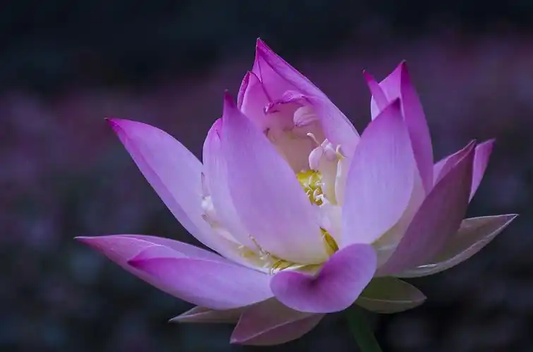 今天抽空又去人民公园拍了荷花,这几天荷花开了非常的盛情,非常漂亮.