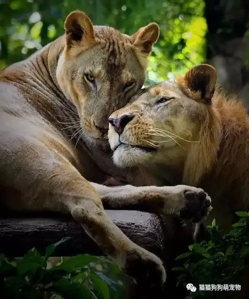 情人节,它们也要秀恩爱,晒甜蜜