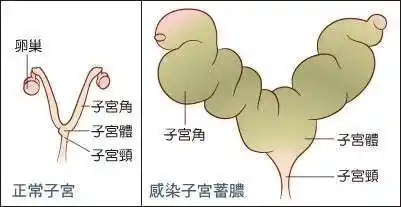 狗狗子宫蓄脓是怎么回事