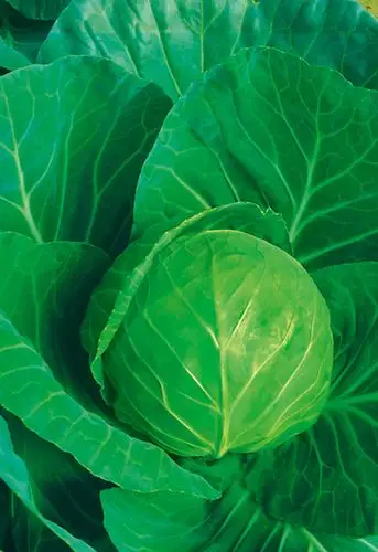 种子 蔬菜种子 甘蓝种子 1,最新育成日系杂交一代早熟甘蓝,定植后约50