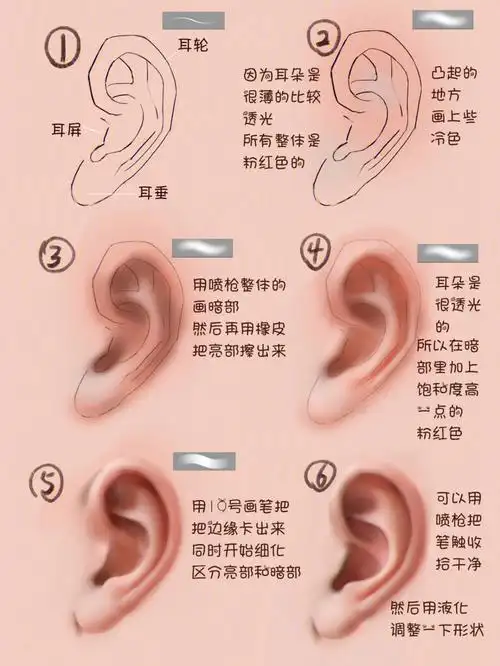 五官教程耳朵的绘画技巧与知识