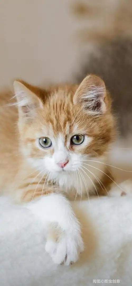 可爱的小动物 - 美篇