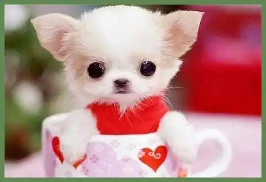 最小的茶杯犬多少钱一只,最小的狗,茶杯犬,你知道多少钱一只吗_婆苏盘