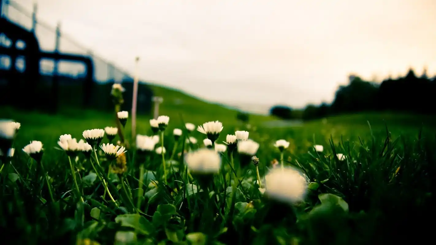 清新唯美的花朵特写图片高清壁纸