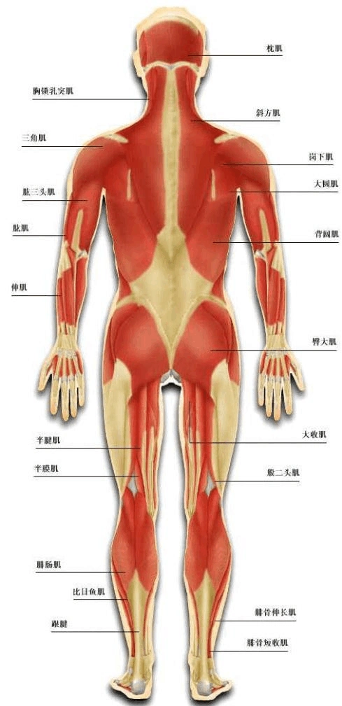 最新人体肌肉结构图