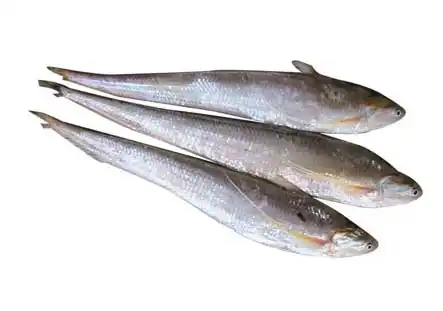 长江刀鱼因过度捕捞产量锐减 一斤达8000元