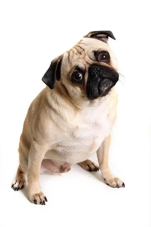 白色背景下趴着的黄白色哈巴狗