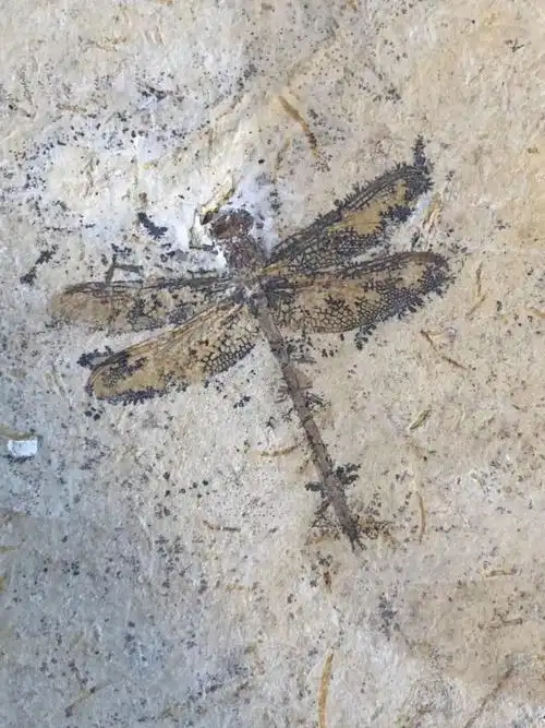 巨蜻蜓长什么样(将近1米的大蜻蜓,地球上已知的有史以来最大的昆虫)