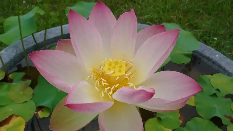 好看的莲花高清桌面壁纸图片壁纸