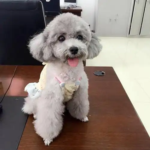 为什么"泰迪"从万人迷,沦落到无人问津?网友:很现实