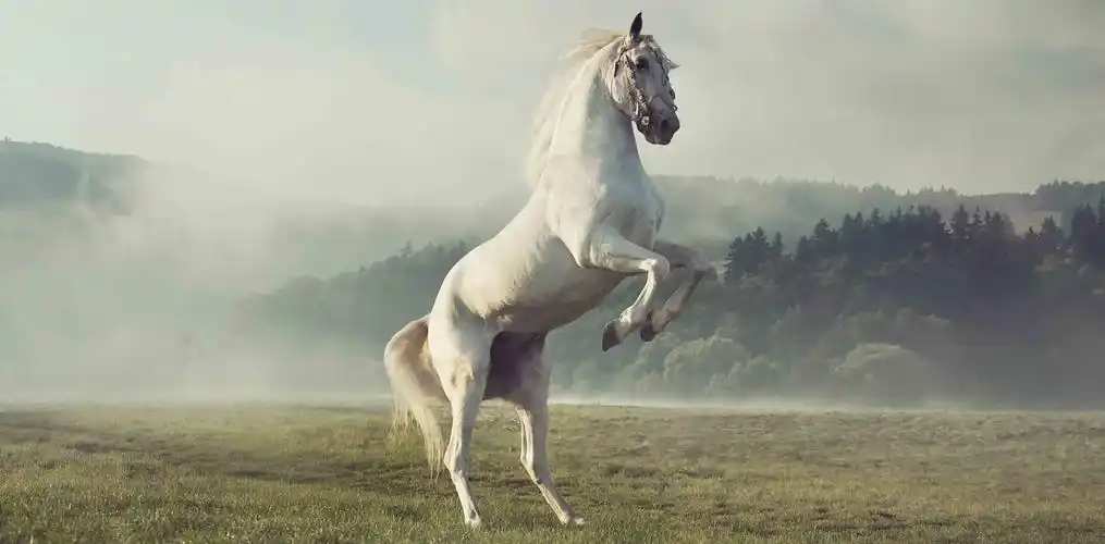 42谢安索解阮裕