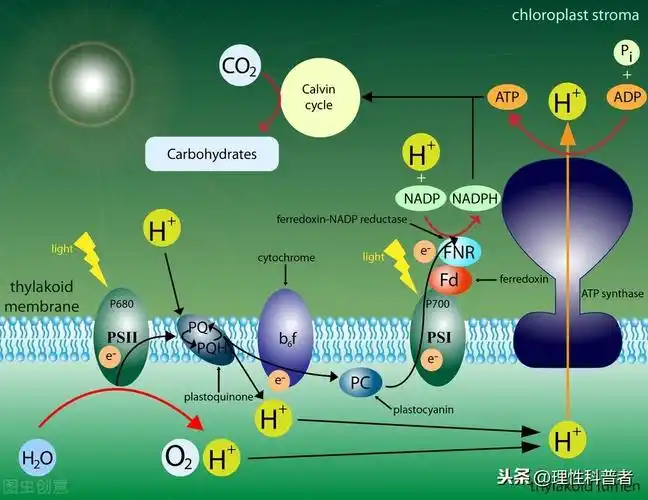 光合作用原理:光能转化为生物质能的生化过程