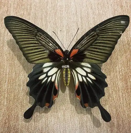 蝴蝶标本秀美凤蝶