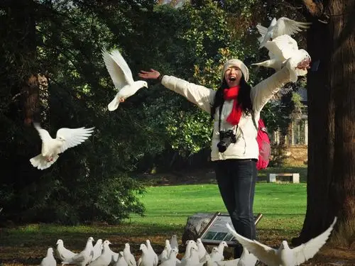 草莓姑娘与鸽子