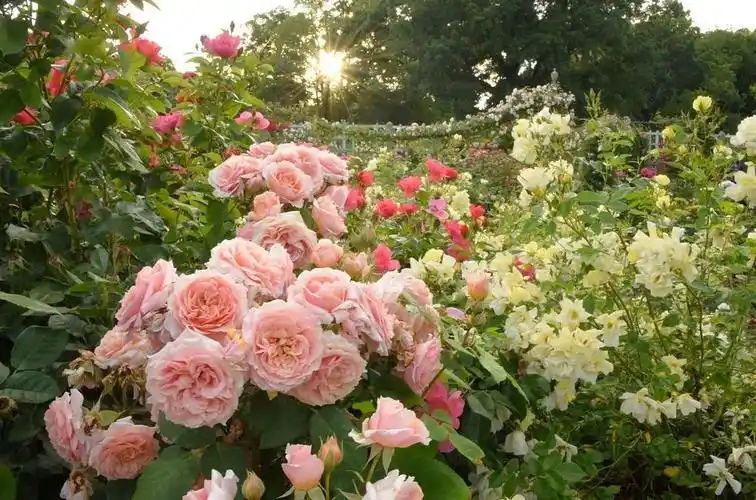 玫瑰季来啦纽约周边8大浪漫玫瑰花园盘点
