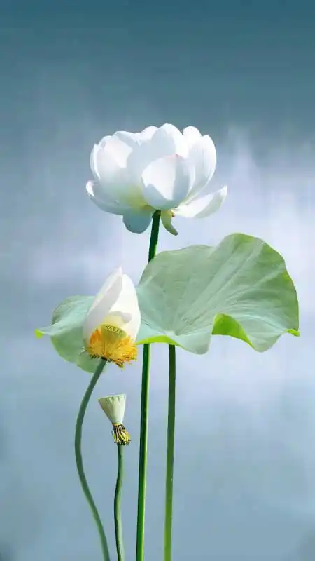 治愈系荷花图这也太美了吧