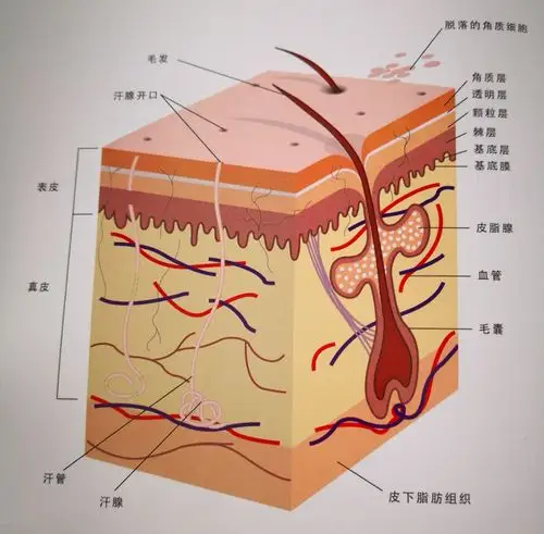 认识你的皮肤 - 美篇
