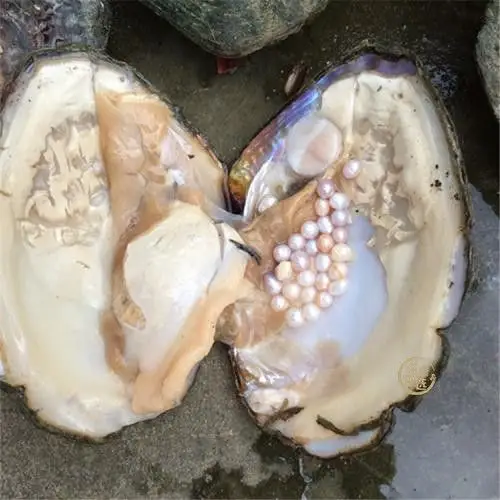 珍珠贝的种类有哪些