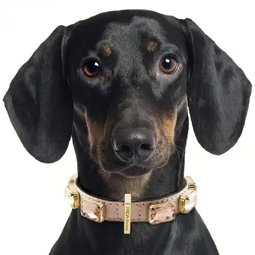 可以买到的狗狗顶级项圈狗界富二代