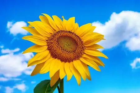 在明亮的夏日里,田野上有蓝天白云的向日葵花.照片