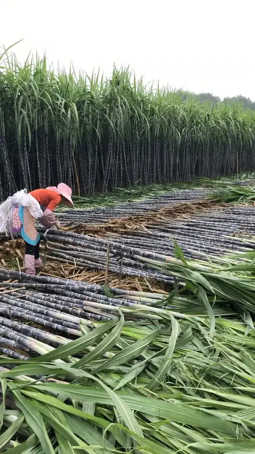 感恩节#地上这个甘蔗尾叶,牛很很喜欢吃的,有多少人小时候放牛娃