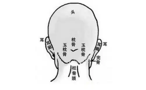 后脑勺反骨是什么意思,反骨人是人才吗? - 起名网