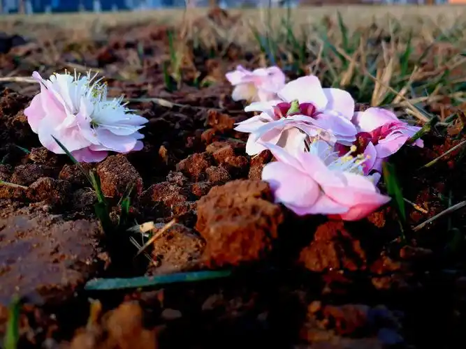 化作春泥 - 小魏944 - 图虫网 - 优质摄影师交流社区