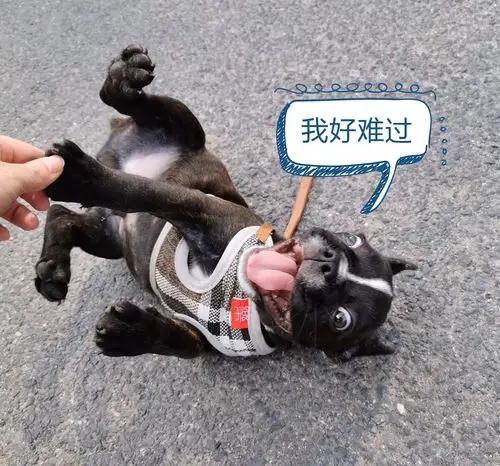 深度体验天猫精灵ccl这才是智能音箱该有的样子