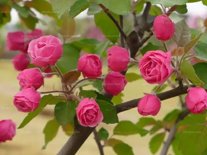 白兰地海棠图片