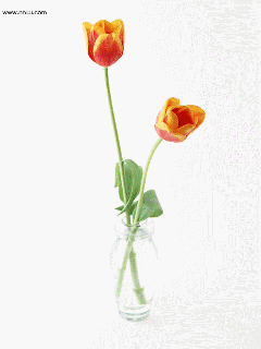 240_320竖版 竖屏gif 动态图 动图