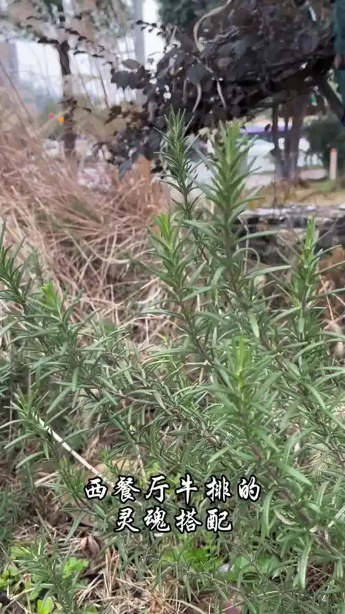 迷迭香,又称海之朝露,你认识这种植物吗