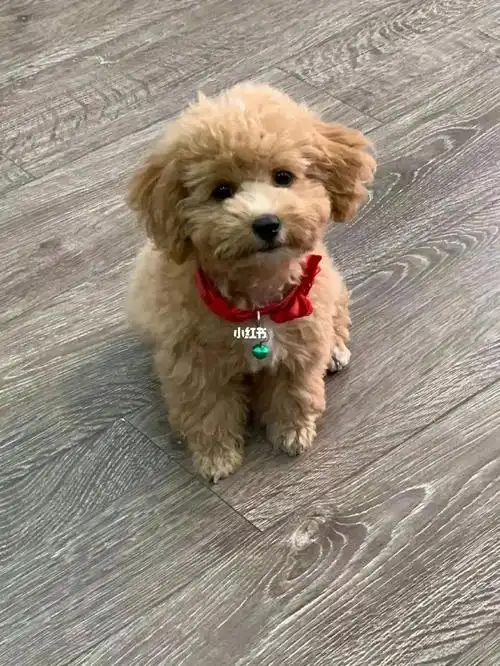 8岁半泰迪神经炎好了,可算不用去医院了